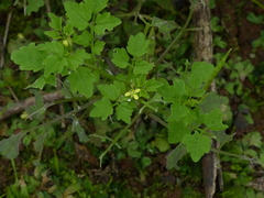 Cardamine trichocarpa