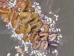Salvinia minima