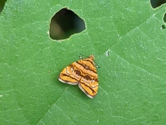 Choreutis amethystodes