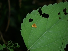 Choreutis amethystodes