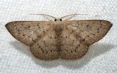 Cyclophora obstataria