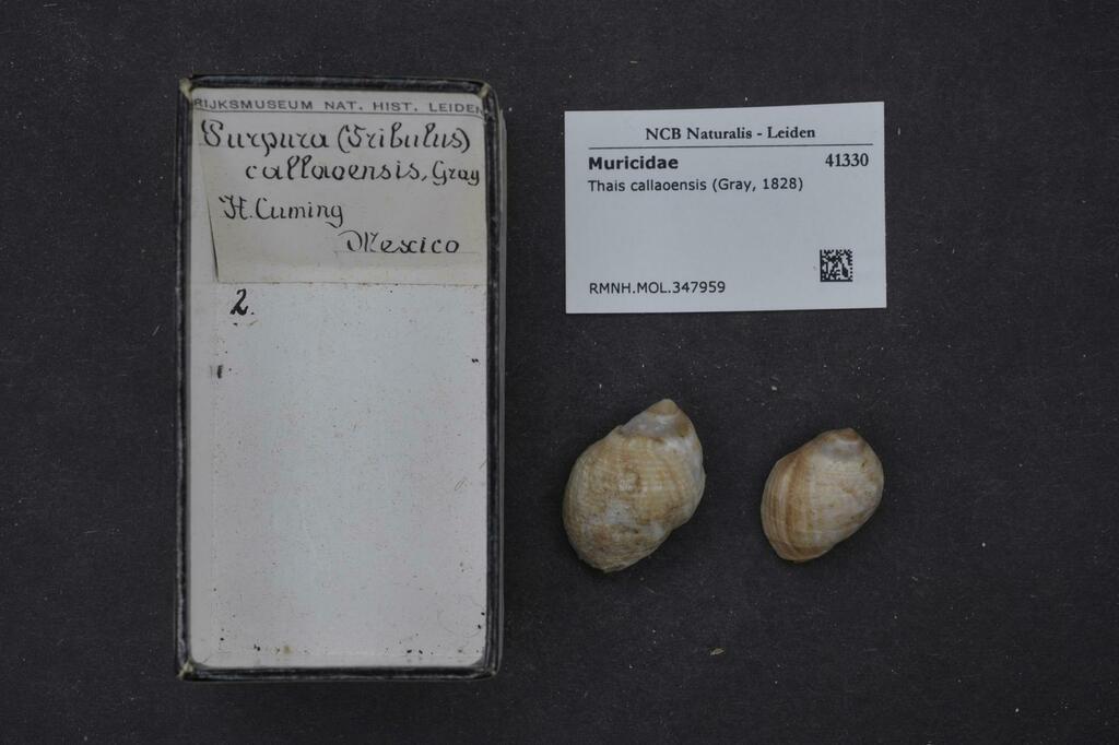 Penethais callaoensis