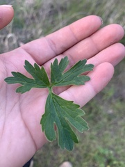 Ranunculus californicus