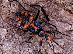 Havinthus rufovarius