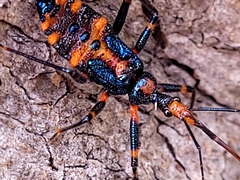 Havinthus rufovarius