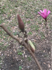 Magnolia liliiflora