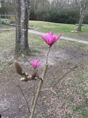 Magnolia liliiflora