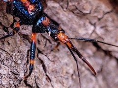 Havinthus rufovarius