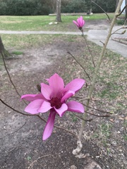 Magnolia liliiflora