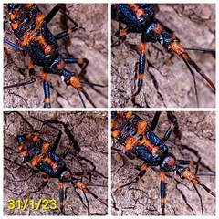 Havinthus rufovarius