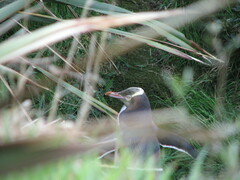 Megadyptes antipodes