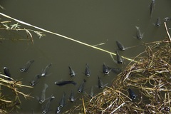 Oreochromis andersonii