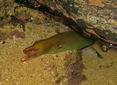 Gymnothorax prasinus