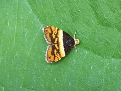 Choreutis xanthogramma
