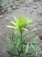 Podocarpus costalis