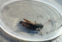Melanoplus thomasi