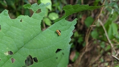Choreutis xanthogramma