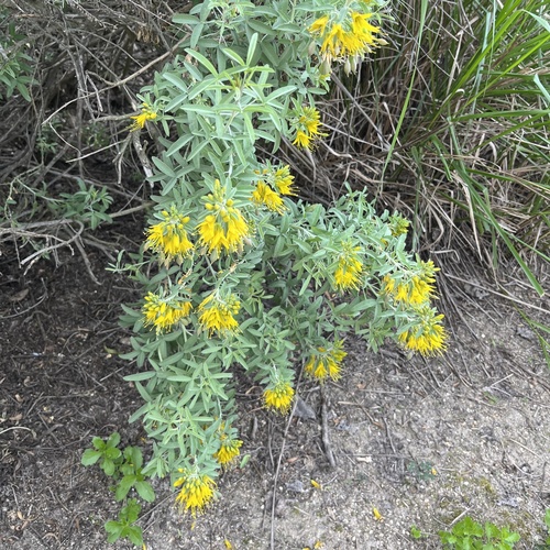 iNaturalist observation photo of Bladderpod