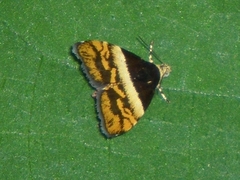 Choreutis xanthogramma