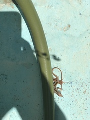 Aspidoscelis maximus