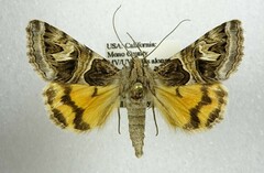 Drasteria convergens