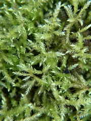 Brachythecium rivulare