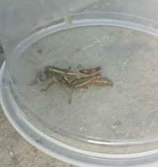 Melanoplus thomasi