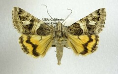 Drasteria convergens