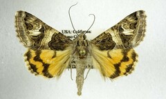 Drasteria convergens