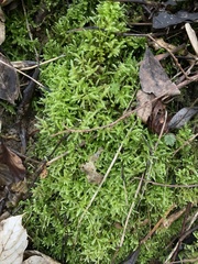 Brachythecium rivulare