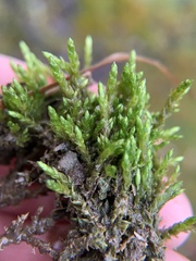 Brachythecium rivulare