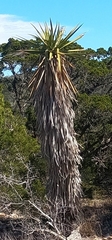 Yucca treculiana