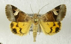 Drasteria perplexa