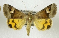 Drasteria perplexa