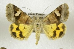 Drasteria perplexa