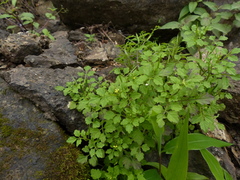 Cardamine trichocarpa