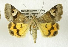 Drasteria perplexa