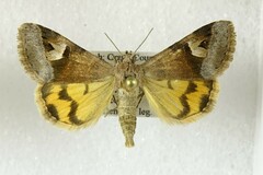 Drasteria perplexa