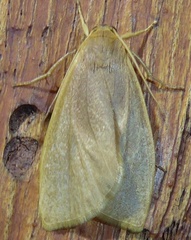 Nishada flabrifera