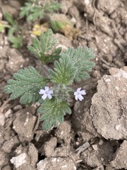 Glandularia quadrangulata