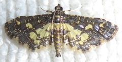 Eurrhyparodes bracteolalis