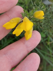 Ulex minor