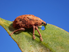 Oxyops fasciatus