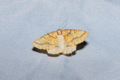 Aspitates ochrearia