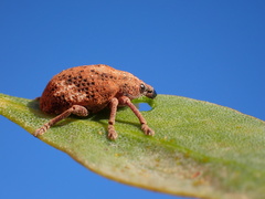 Oxyops fasciatus