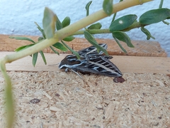 Hyles livornica