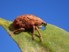 Oxyops fasciatus