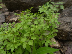 Cardamine trichocarpa