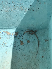 Aspidoscelis maximus