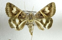 Drasteria grandirena